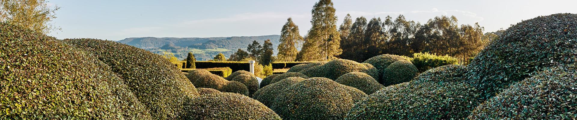 Dome shaped hedges sit in the foreground, with a view of a mountain range in the far distance.