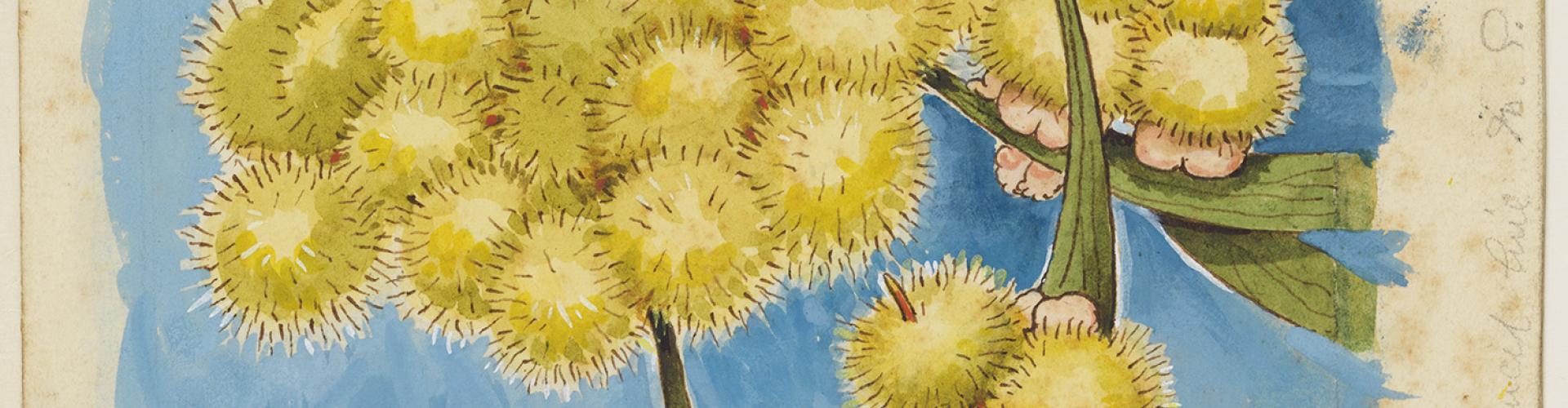 A colour watercolour illustration of babies popping out of wattle flowers.