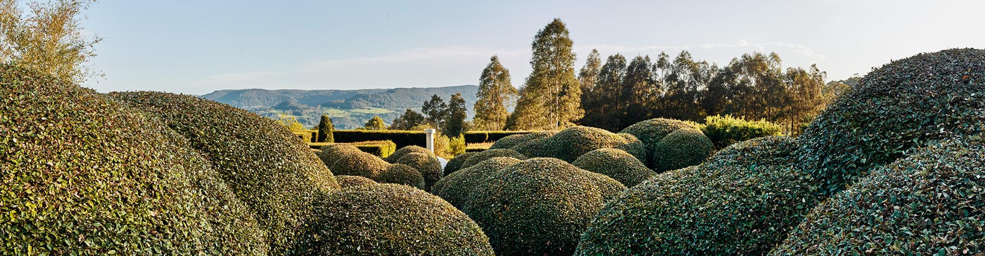 Dome shaped hedges sit in the foreground, with a view of a mountain range in the far distance.