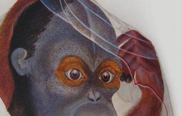Wild Man from Borneo: A Cultural History of the Orangutan by Robert Cribb, Helen Gilbert and Helen Tiffin