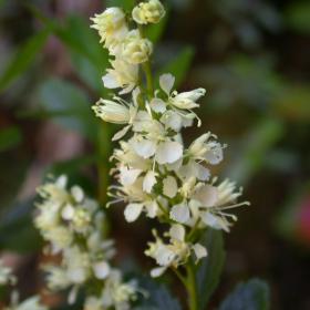 Found mostly in nature in subalpine regions of Tasmania, Tetracarpaea tasmannica displays small white flowers.