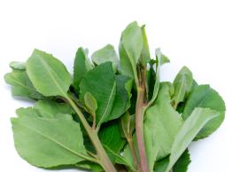 Close up green khat leaves