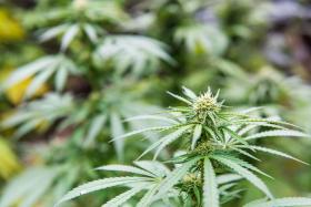 Close up picture of marijuana plant