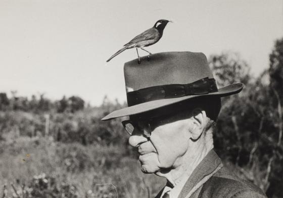 Mateship with Birds: Chisholm with a White-eared Honeyeater on his hat, probably in Kuring-gai Chase