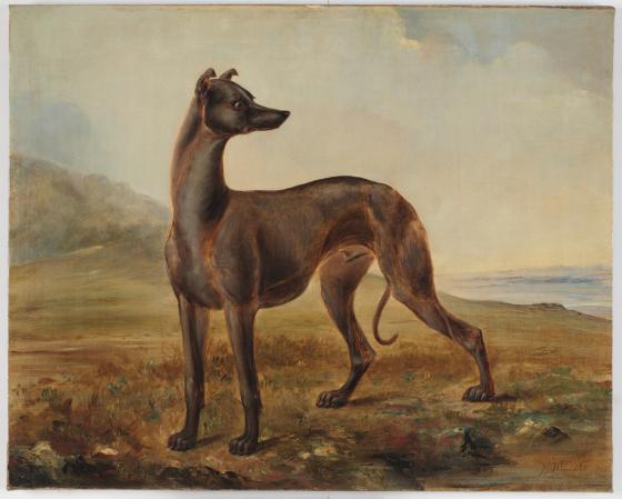 Kangaroo dog owned by Mr Dunn of Castlereagh Street, Sydney, 1853 / painted by Thomas Tyrwhitt Balcombe 
