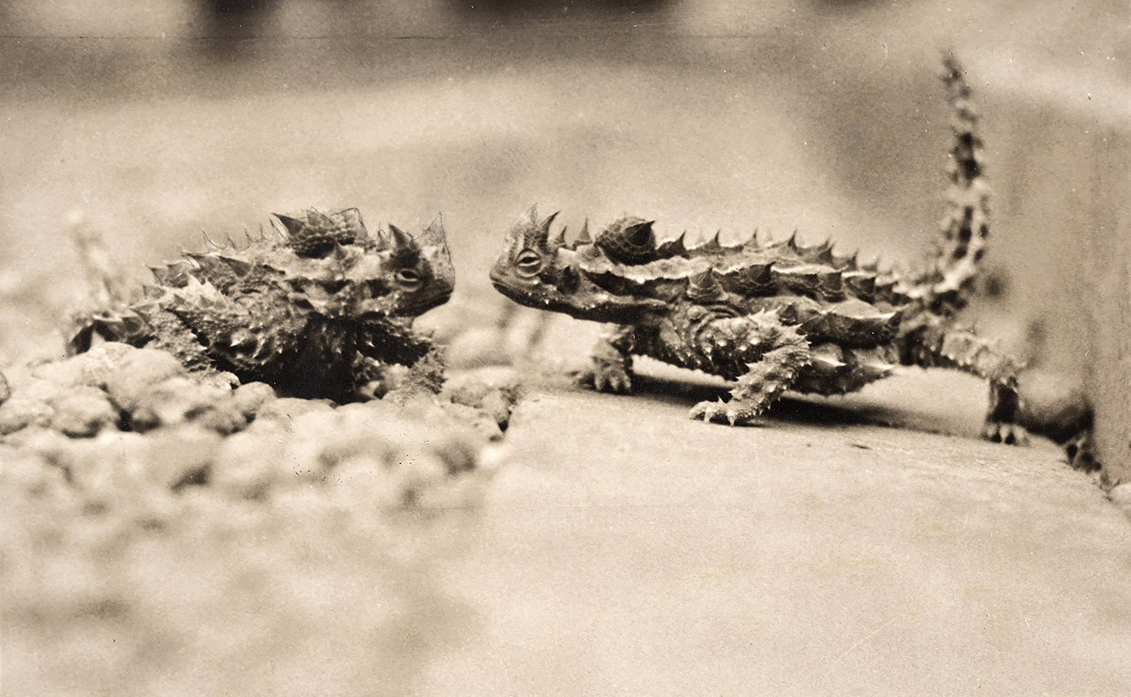 two spiky lizards are facing each other 