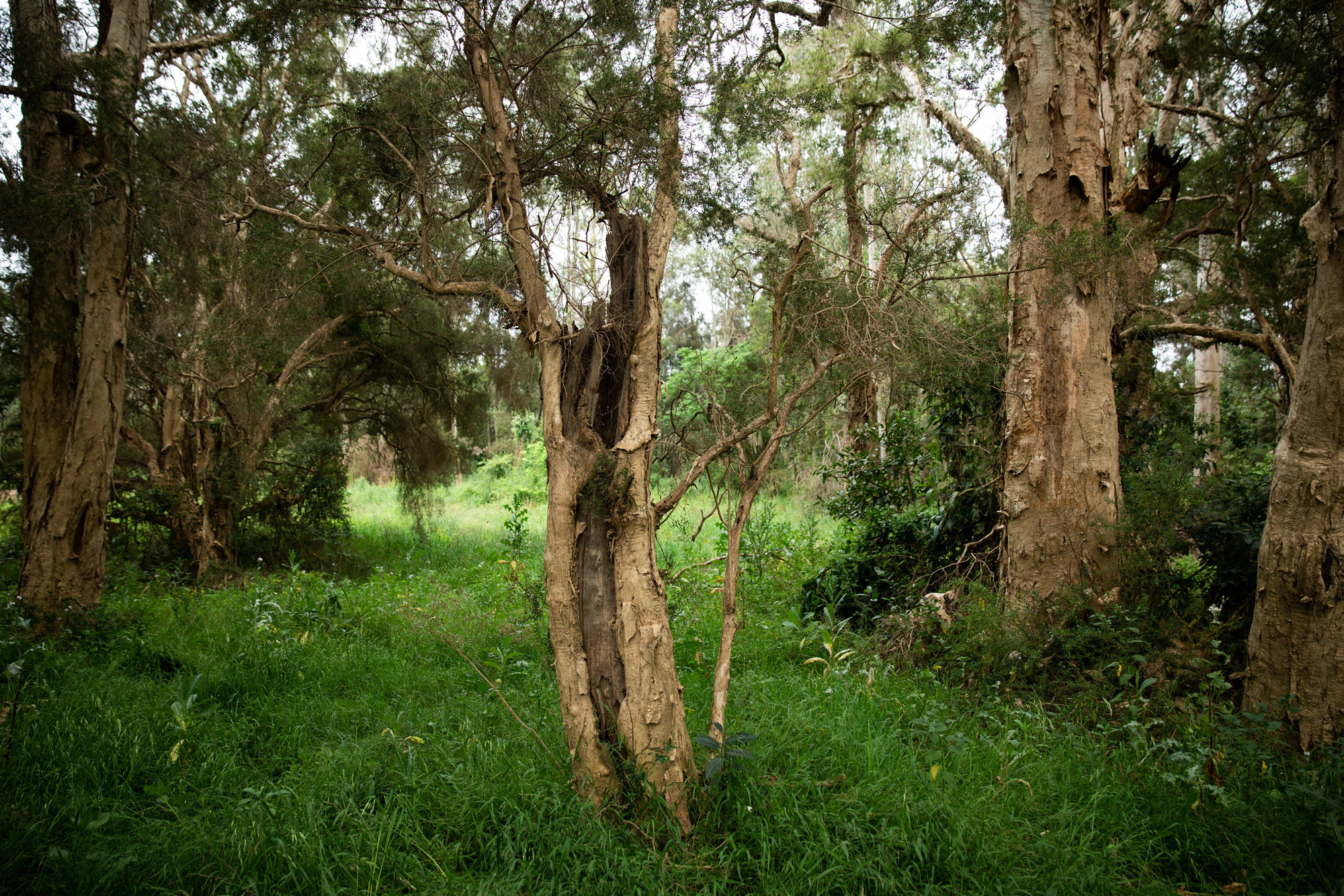 Scarred melaleuca trees, Cattai / photograph by Joy Lai, 2020
