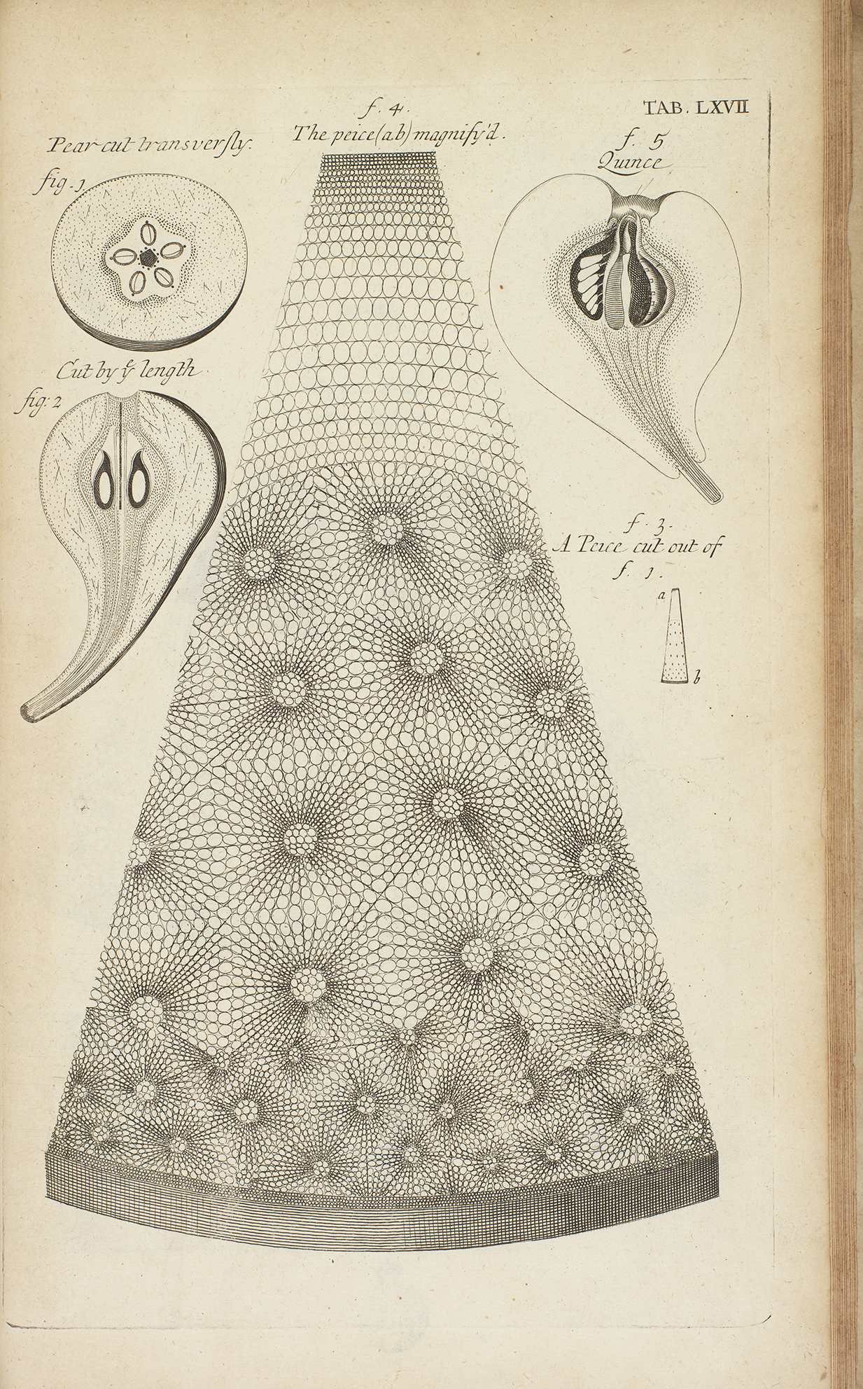 An illustration of an early microscopic image of a pear.