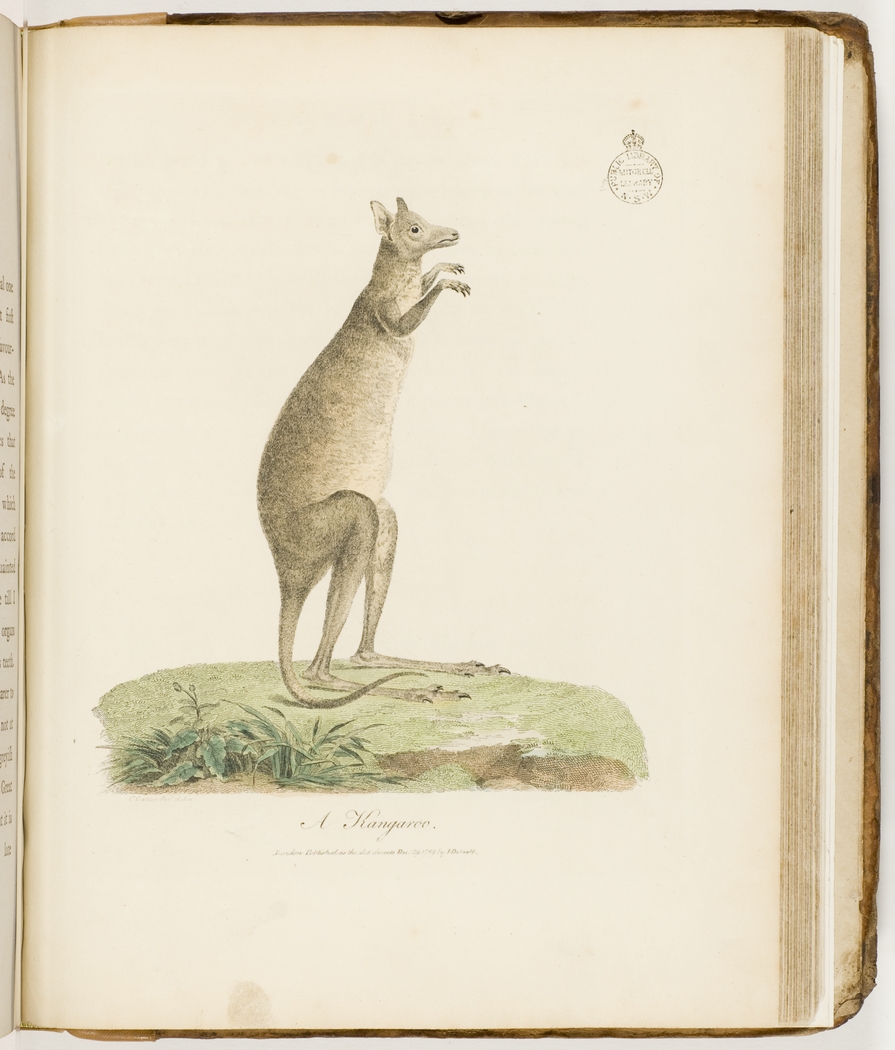 Page of a book - coloured illustration of a kangaroo