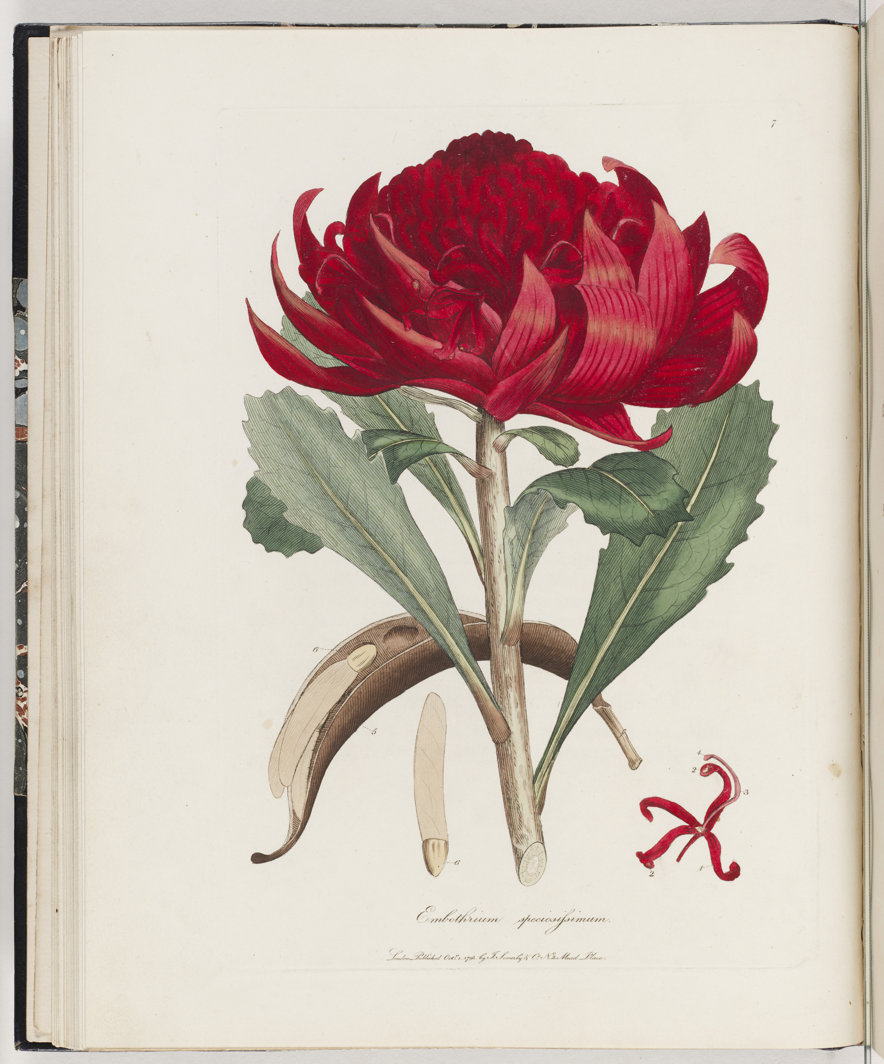 A colour drawing of a waratah.
