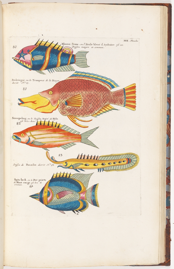 Page of a book with five coloured illustrations of fish. 