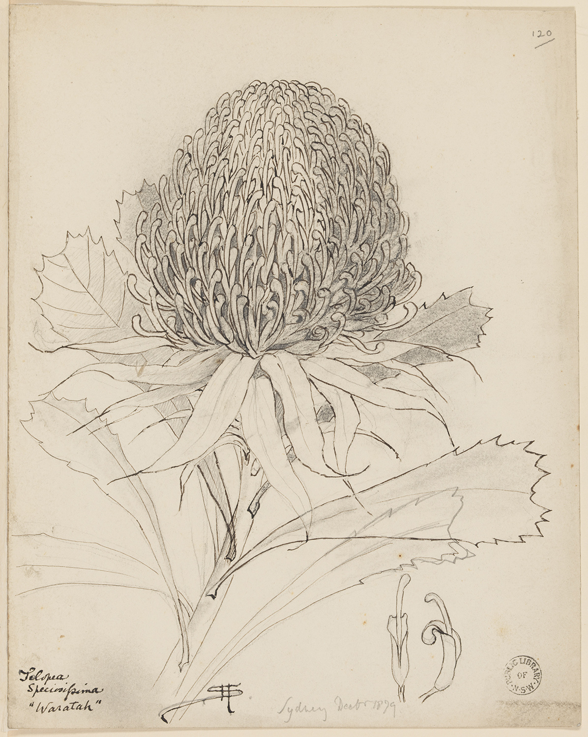 A black and white pencil drawing of a waratah with detail of individual petals.
