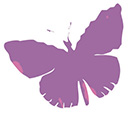 illustration of butterfly in purple and pink