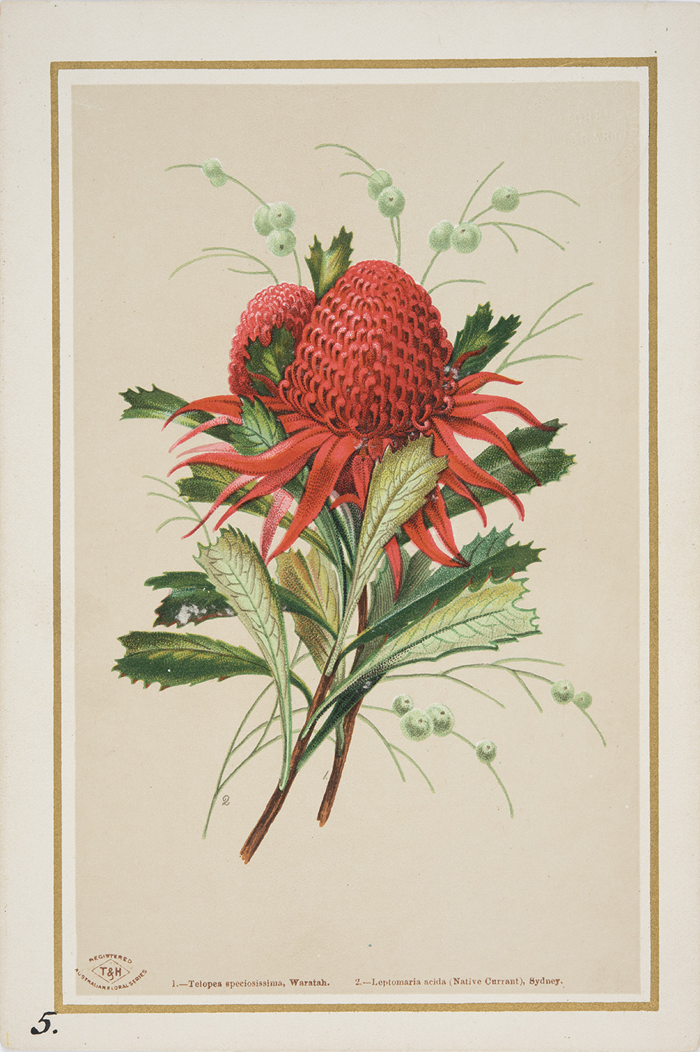 A printed, coloured card of a waratah, boarded with gold.