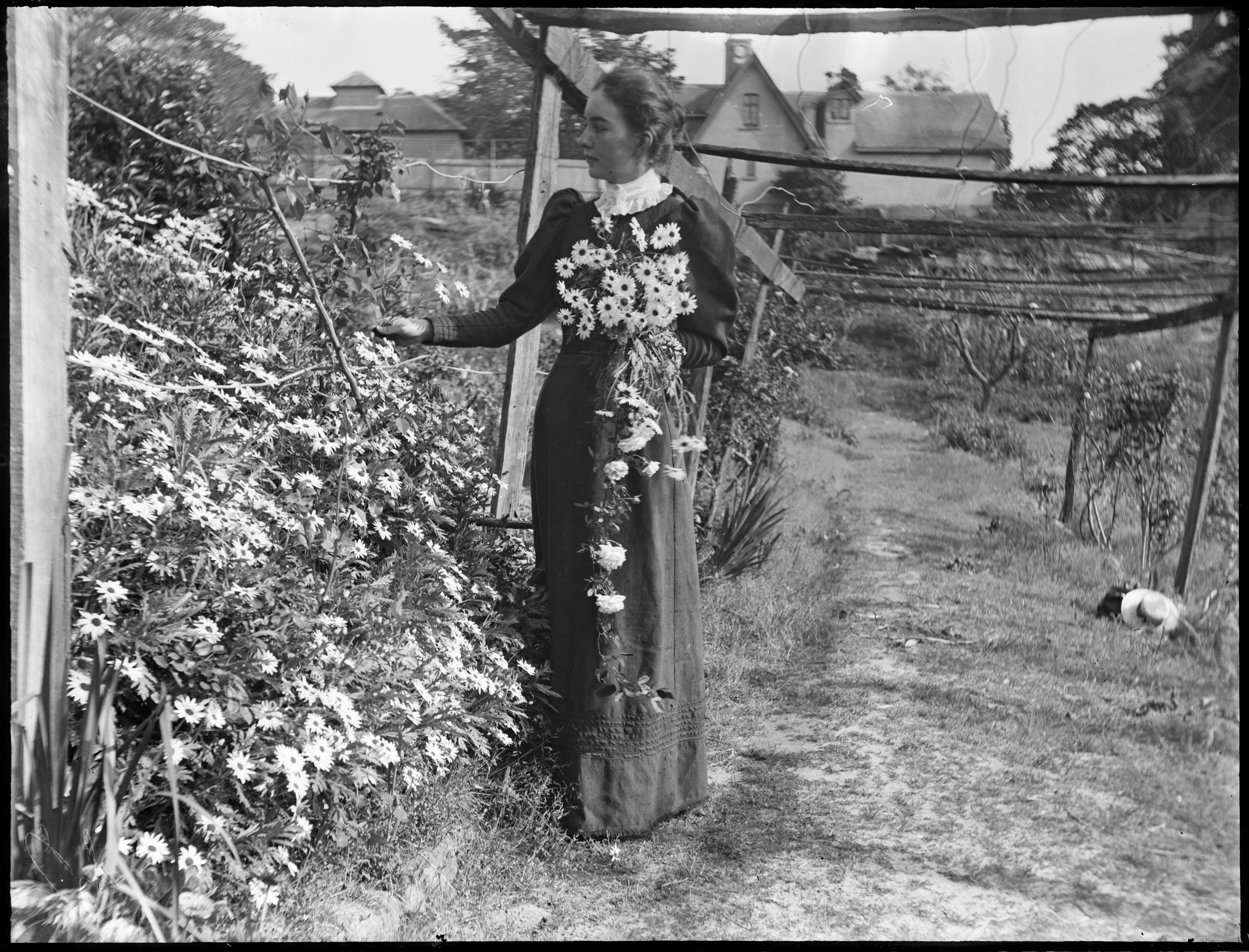 Young woman picking flowers in the garden at Hawthornden, Edgecliff, poss. Lucy Macpherson (1874-1909)