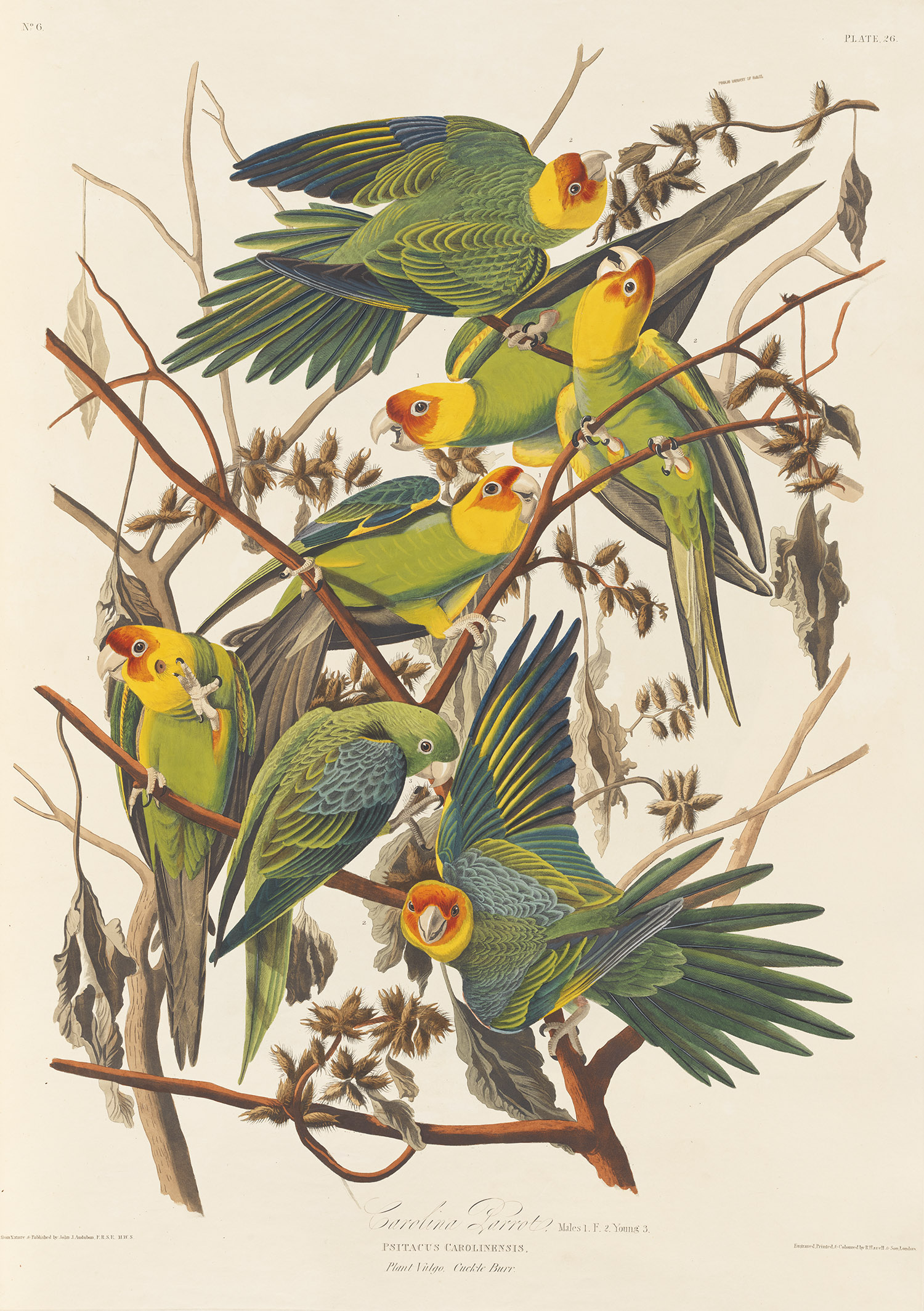 Carolina Parrot, Plate 26, Audubon