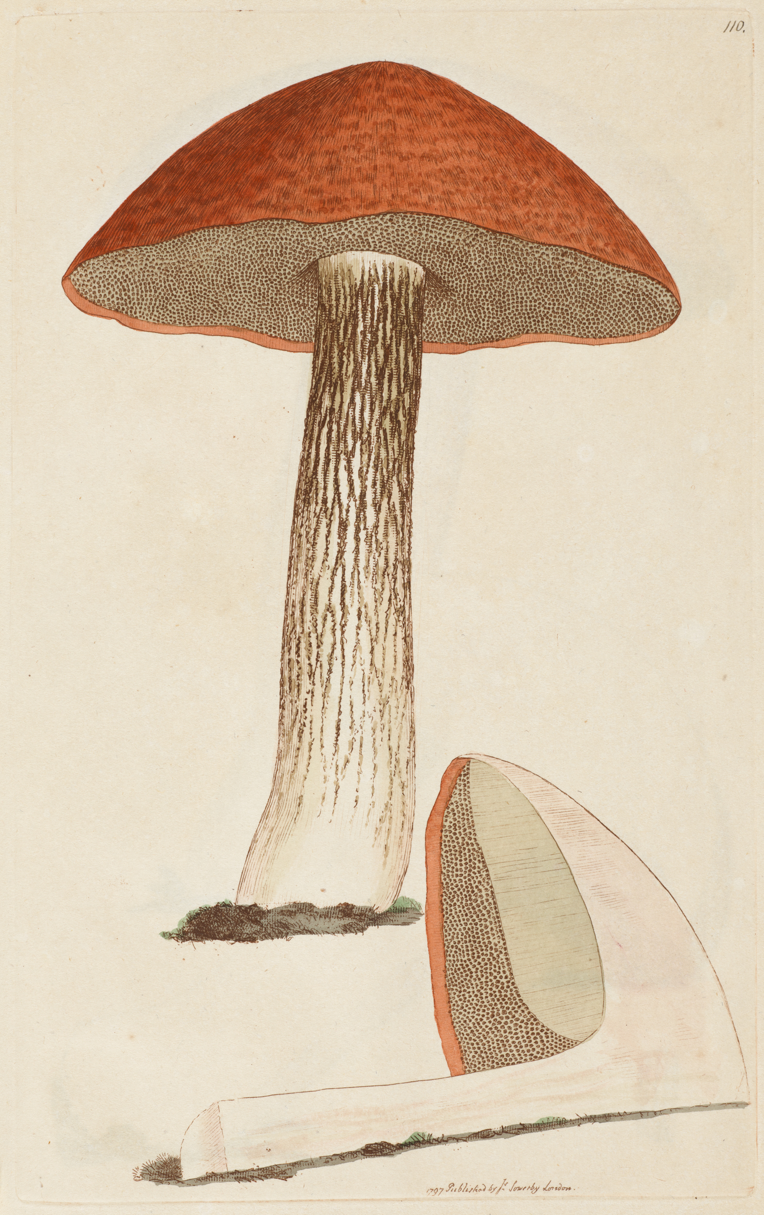 Drawing of a red capped mushroom