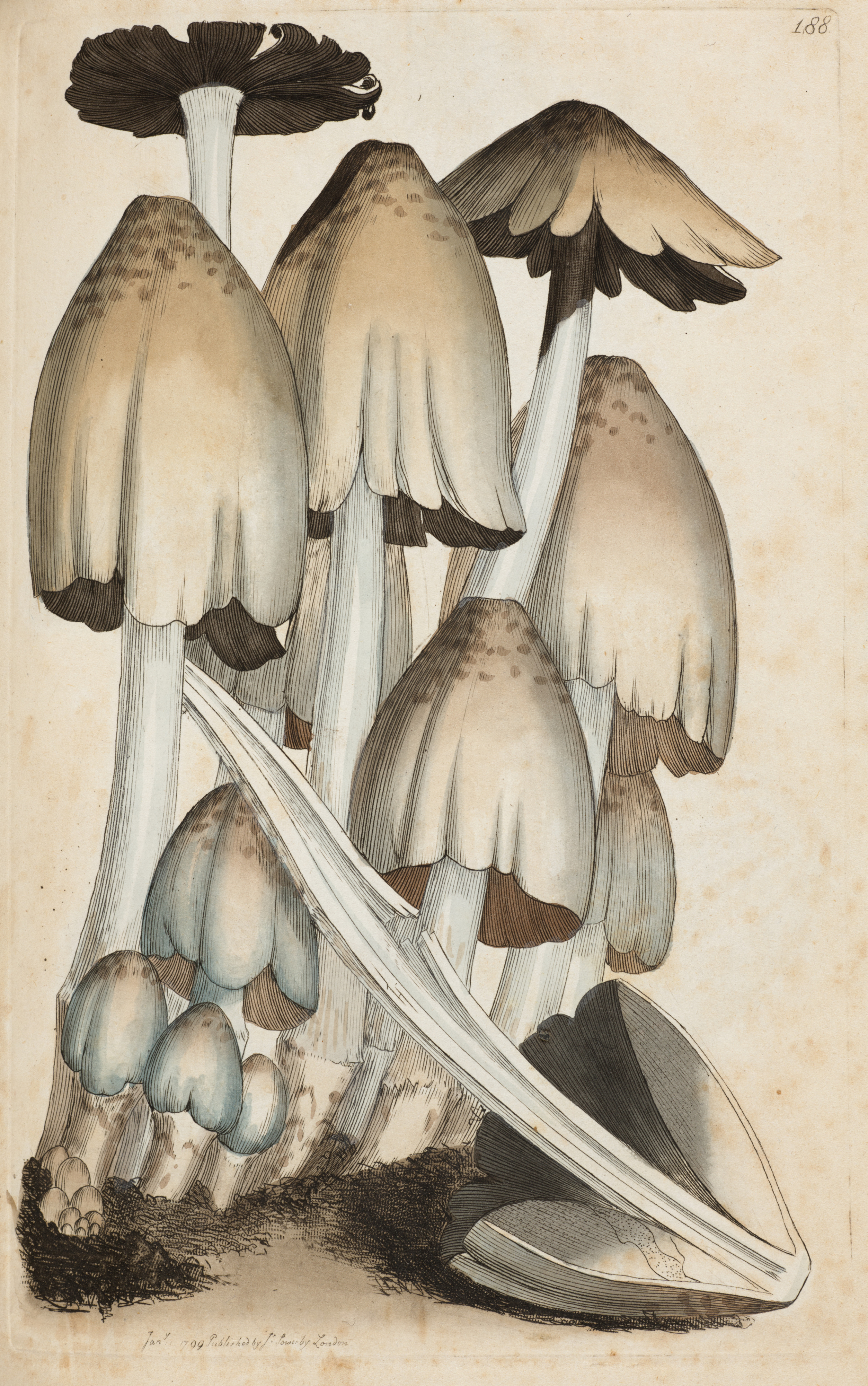 Drawing of several mushrooms
