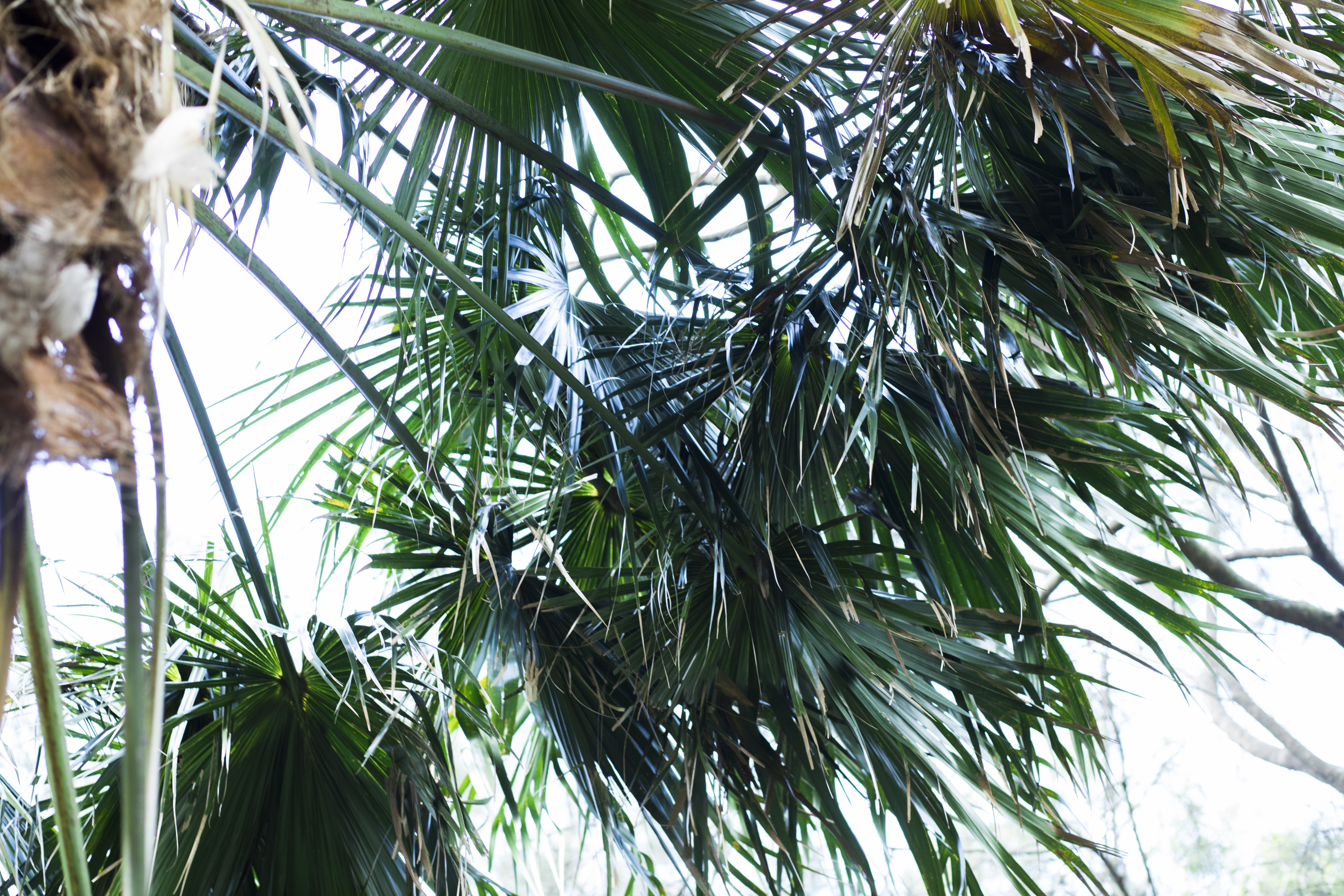 Close-up photograph of a cabbage tree palm and its fronds