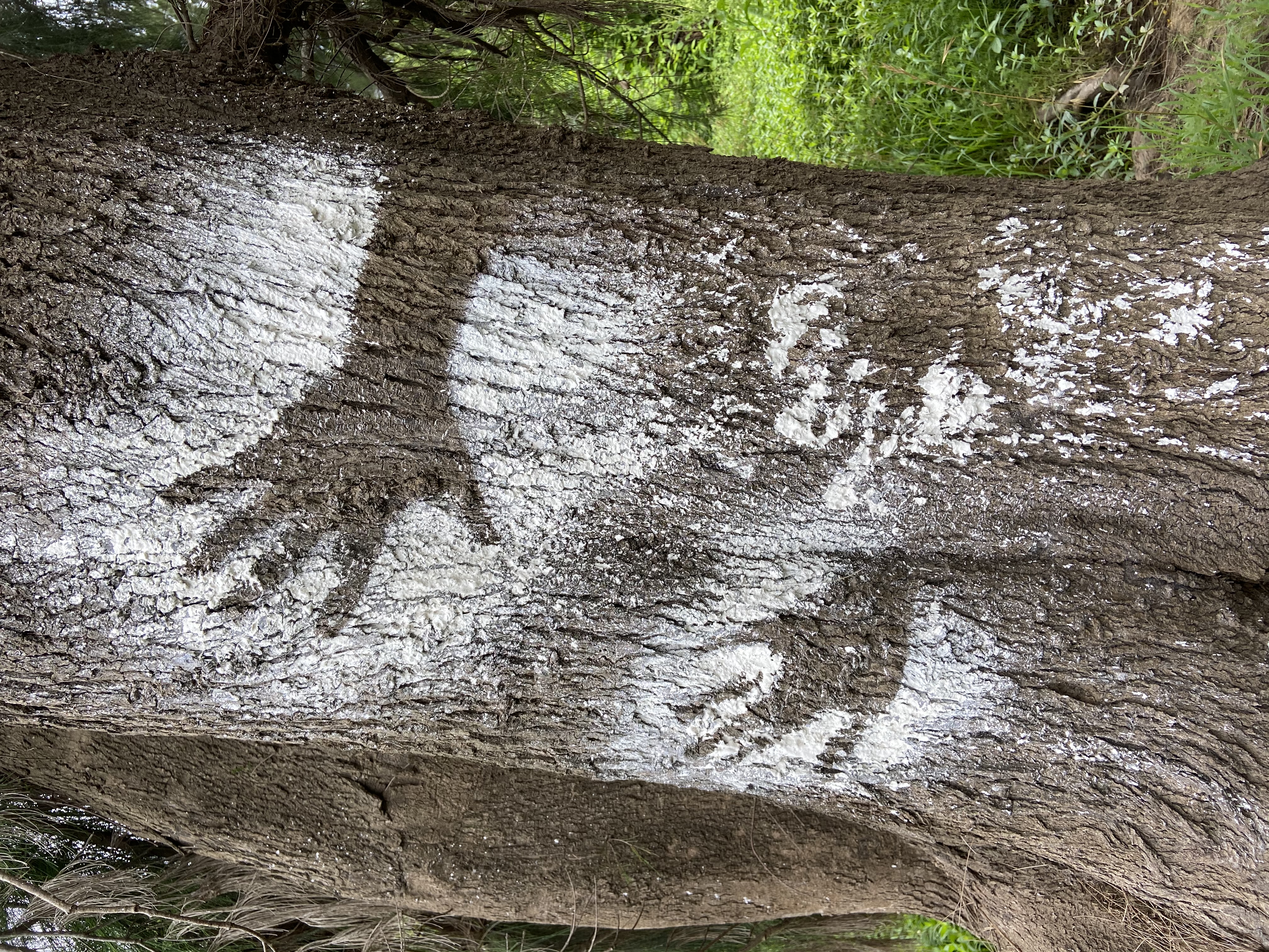 Stencilled hand prints on a casuarina tree (gumin) at Shaws Creek Aboriginal Place, photograph by Avryl Whitnall, 2020