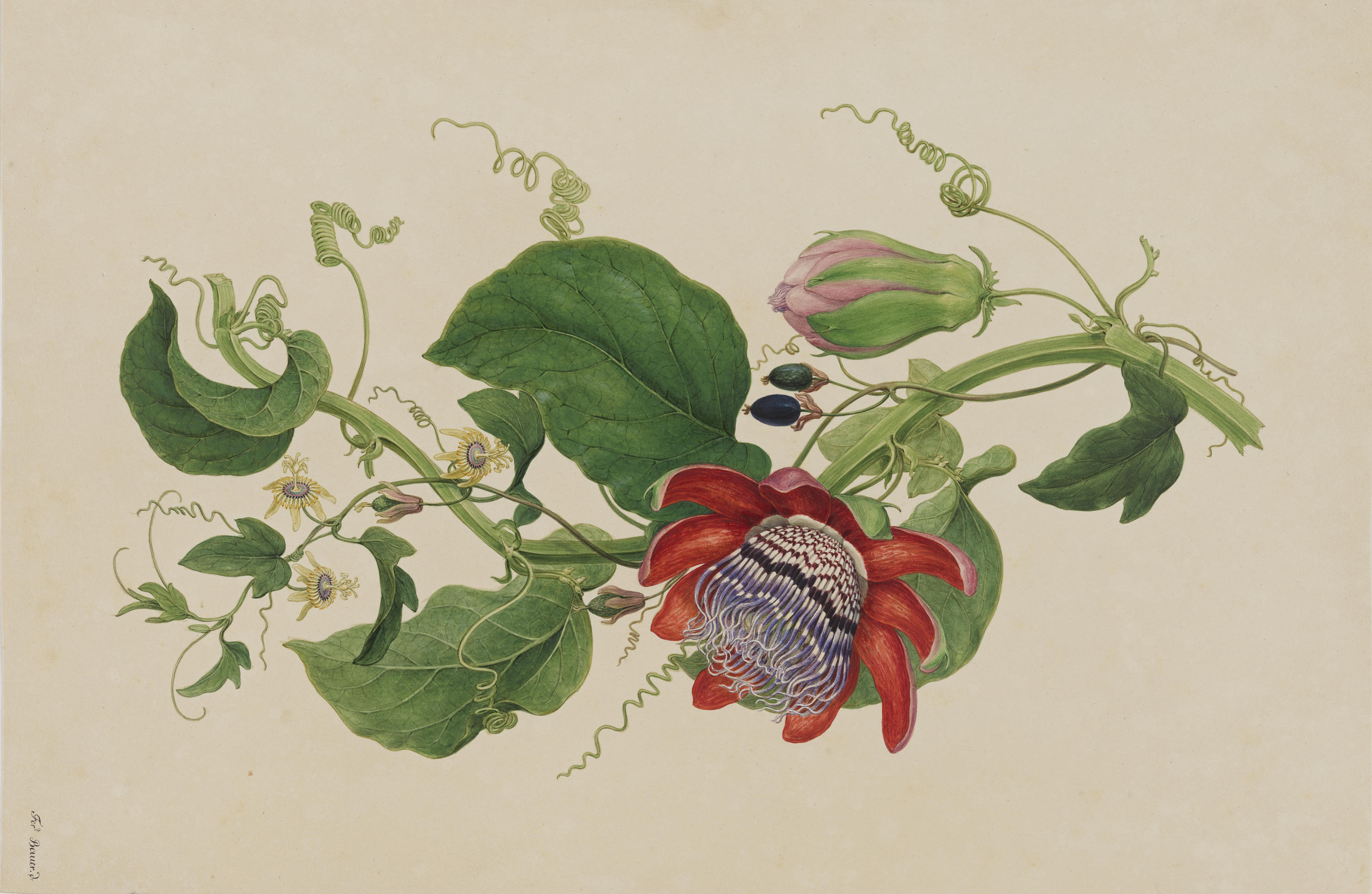 PASSIONFLOWERS (DETAIL), LONDON, C 1794, PRIVATE COLLECTION (SYDNEY)