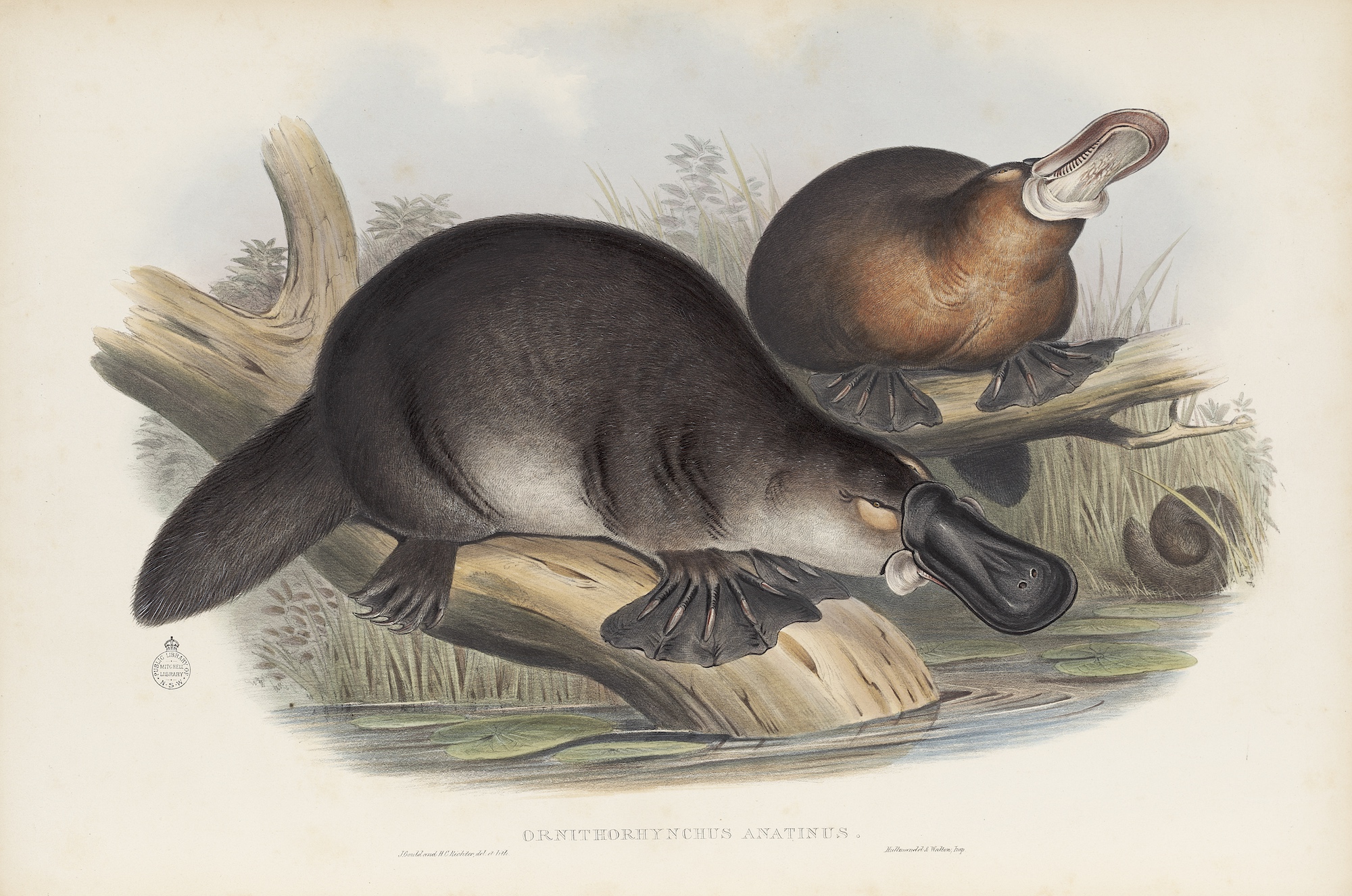 Duck-billed platypus in The Mammals of Australia | State Library of NSW