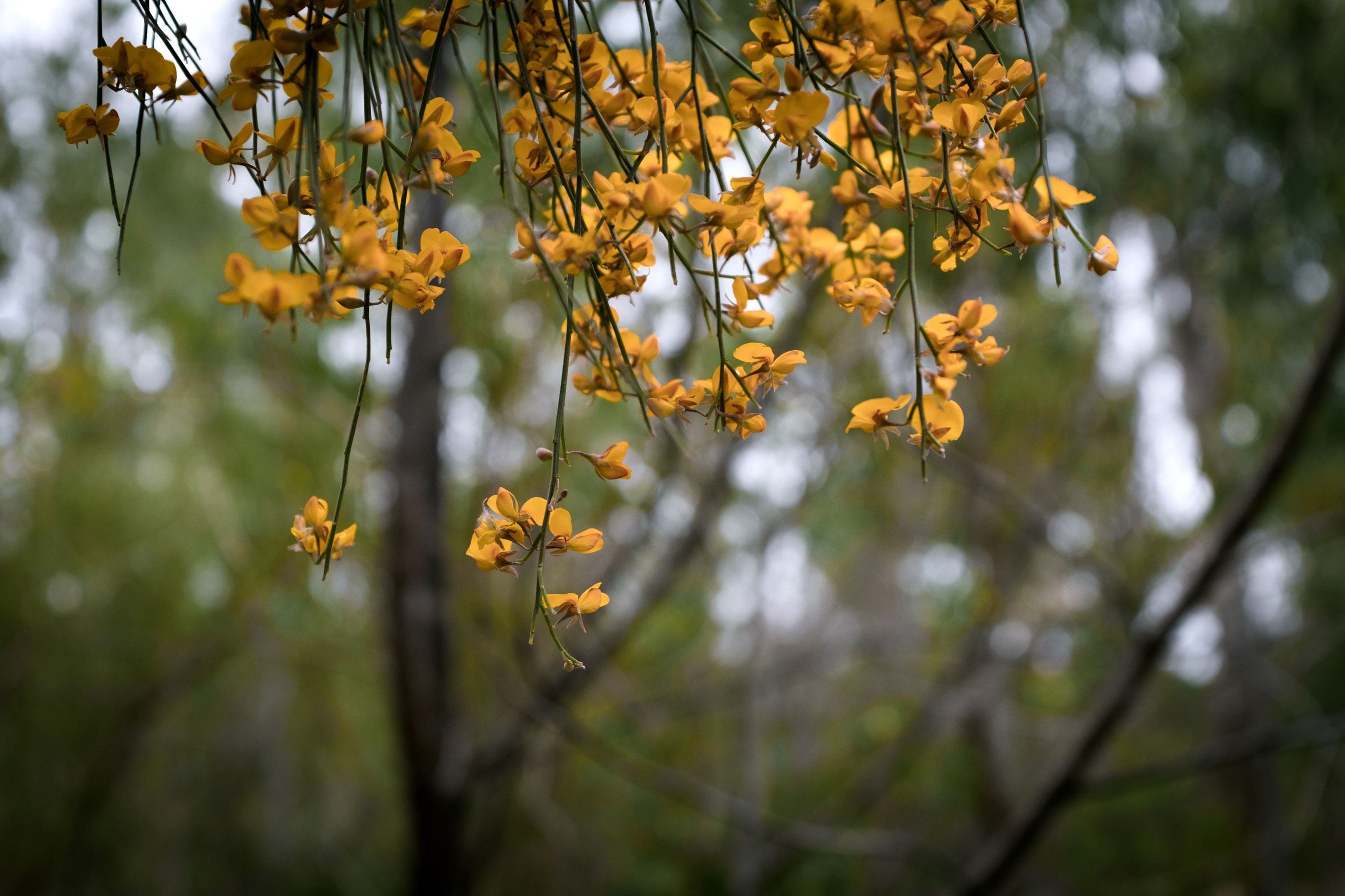 Dogwood, winged broom pea (Jacksonia scoparia) / photograph by Joy Lai, 2020