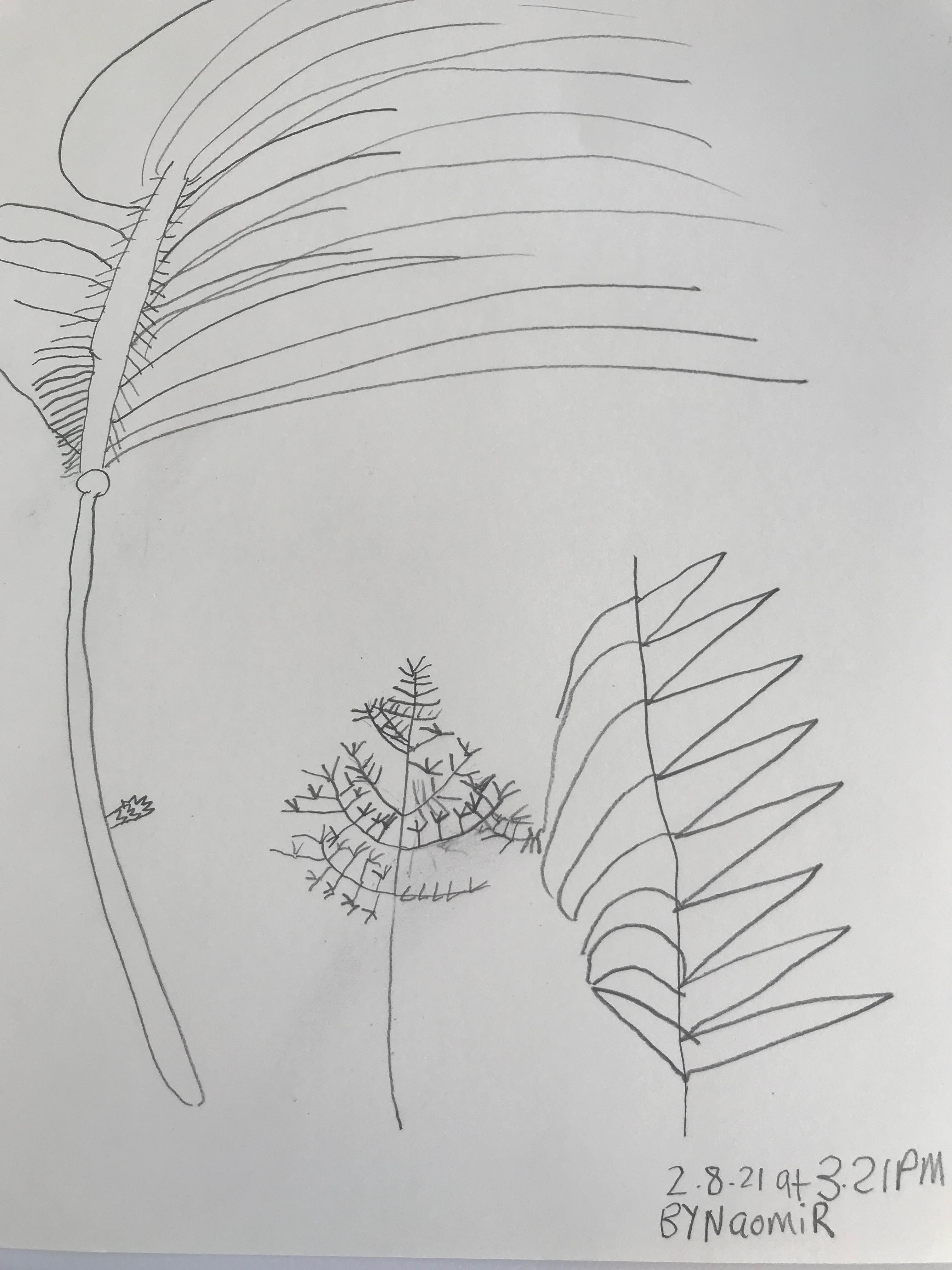 Naomi - Nature drawing