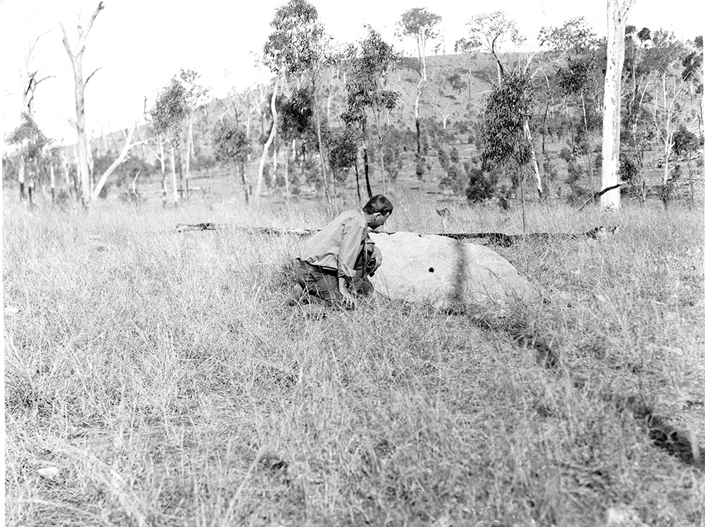 Cyril Jerrard inspecting an abandoned Paradise Parrot nest in a termite mound near his property in the Gayndah district, 1922