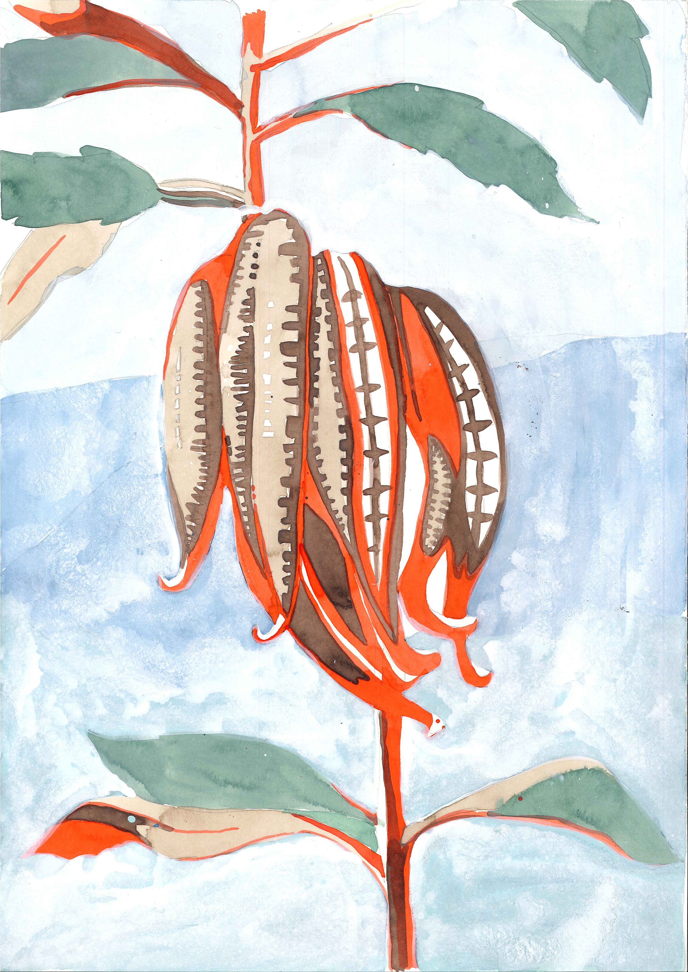 A watercolour painting of waratah seed pods
