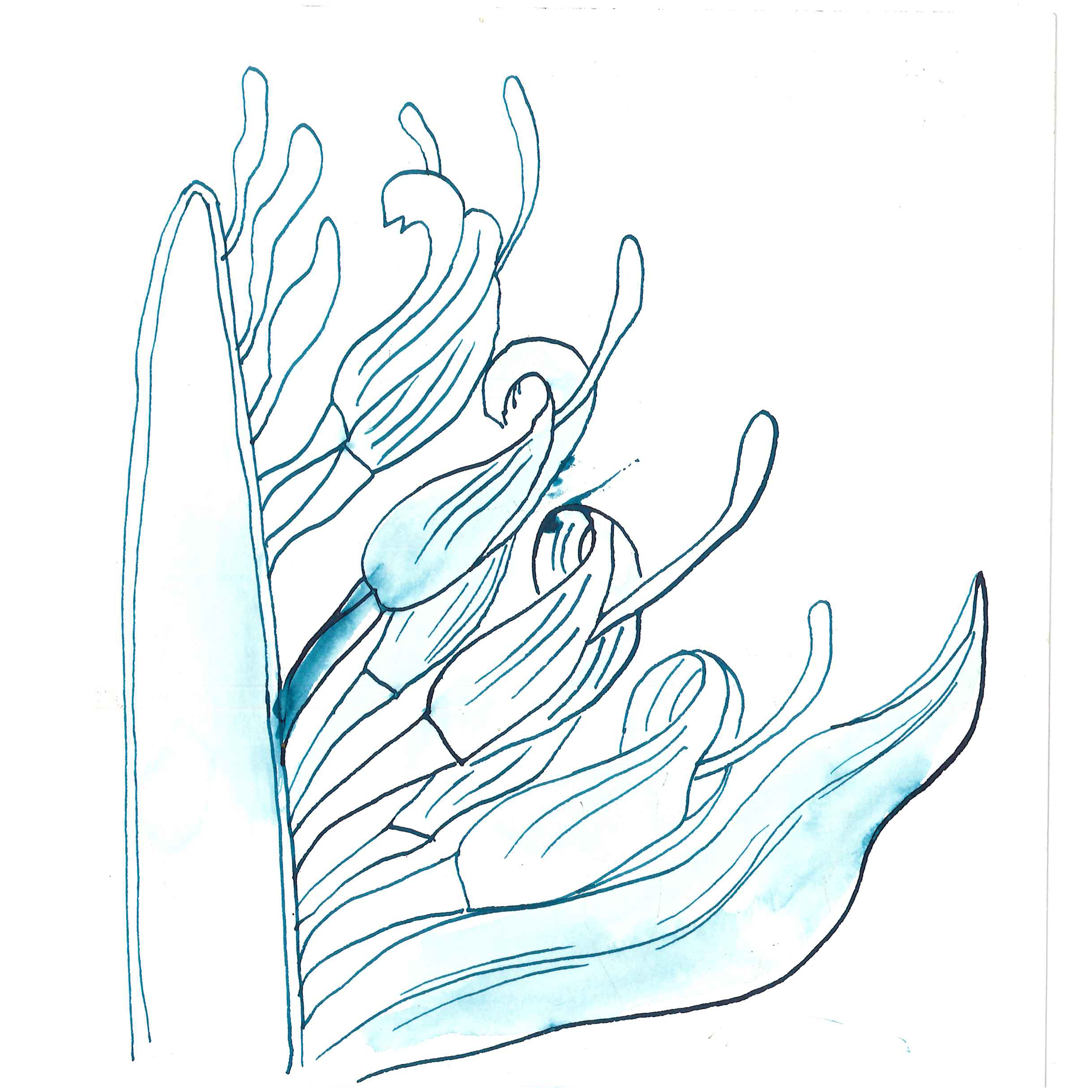 blue ink drawing of waratah head cross section