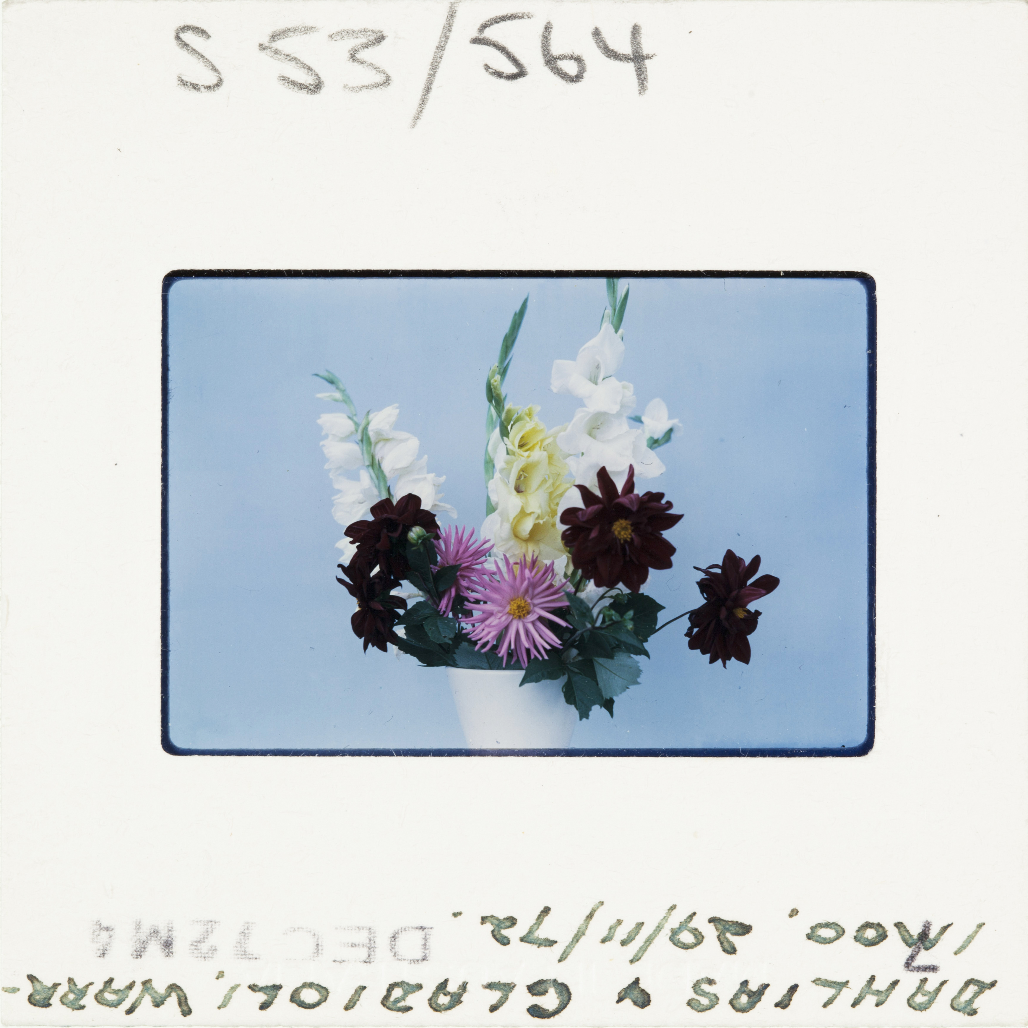 A colour Kodak slide dated 1972 - a vase of flowers against an egg shell blue background.