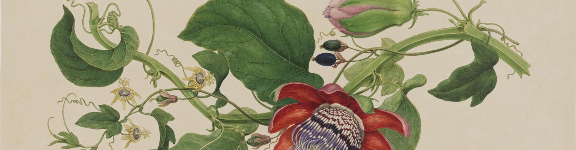 PASSIONFLOWERS (DETAIL), LONDON, C 1794, PRIVATE COLLECTION (SYDNEY)