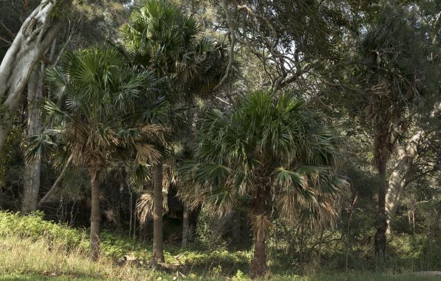 A photograph of cabbage palm trees