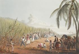 Drawing depicting slaves working at a sugar plantation.