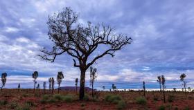 Mature desert oak stands in the foreground. Six immature desert oaks and Uluru, stand in the background.