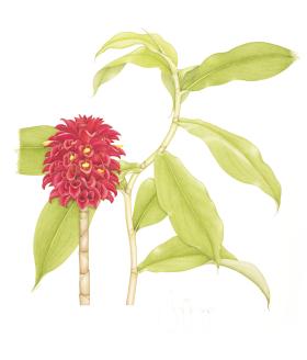 Backscratcher Ginger, drawing by Janet Hauser, 2017
