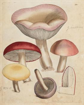 Drawing of several coloured mushrooms