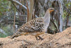 A malleefowl stands on a mound 
