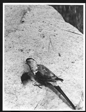 First ever photograph of a Paradise Parrot