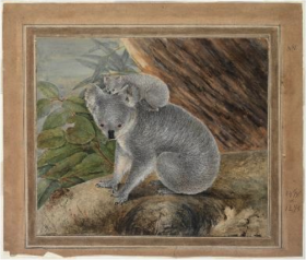 drawing of koala