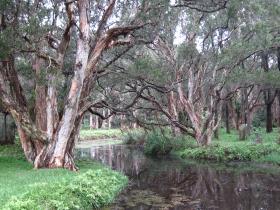 Swamp paperbark trees (Melaleuca quinquenervia), Lachlan Swamp, Centennial Park, Sydney, 2019, photo by Rebecca Hamilton 