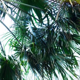 Fanned leaves of the cabbage-tree palm