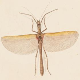 A brown insect with a long thin body and large wings