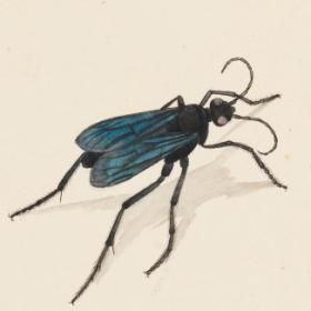 A black insect with blue wings