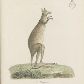 The profile of a kangaroo standing on its hind legs