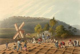 Drawing depicting slaves planting sugar canes.