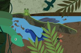 Illustration of nature scene with fish, a snake, a frog and other animals around a body of water.