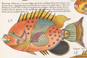 Scientific illustration of a fish with text in French