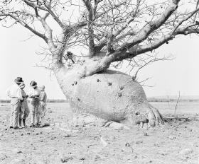 Boab tree, group of men and women, North Western Australia, c 1930, glass plate negative, Australian National Travel Association